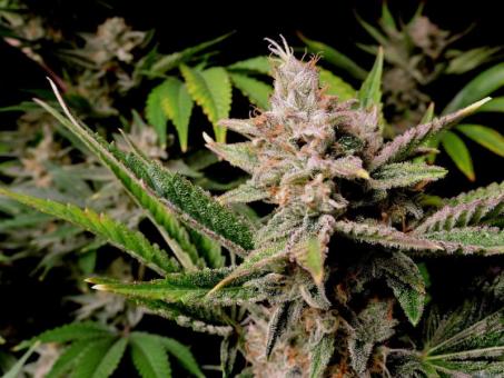 Cherry Cola Auto - картинка 2
