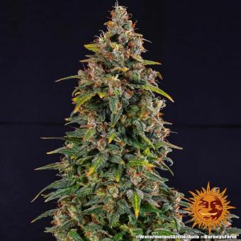 Watermelon Zkittlez Auto - картинка 6