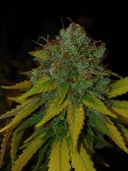 Misty Kush genetics - картинка 2