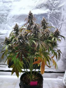 Pineapple - картинка 7