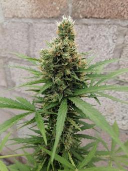 Sherbet Auto - картинка 4