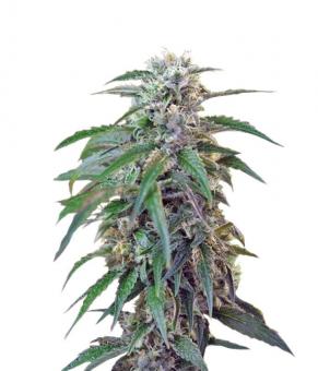 Green Poison Auto - картинка 2