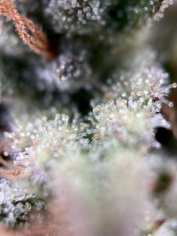 Killer Kush Auto - картинка 5