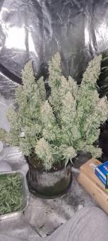Gorilla Cookies Auto - картинка 7