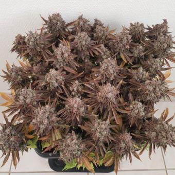 Critical Orange Punch - картинка 10