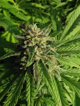 GG4 Sherbet FF - картинка 5