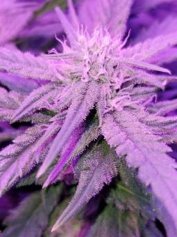 Skunk Auto - картинка 5