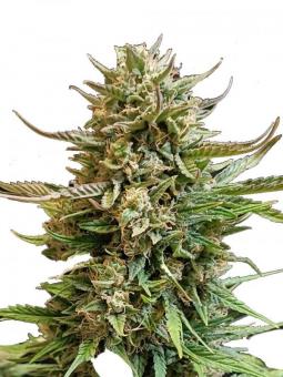 Big Bud Auto - картинка 1