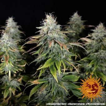 Orange Sherbert - картинка 1