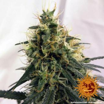 Pineapple Chunk - картинка 11