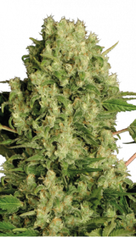 White Russian - картинка 1