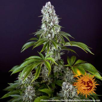 Tropicanna Banana - картинка 8