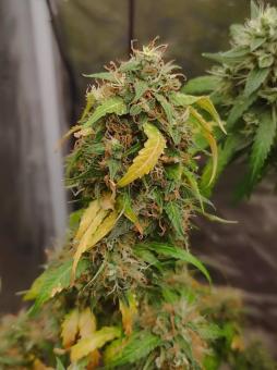 King's Kush - картинка 2