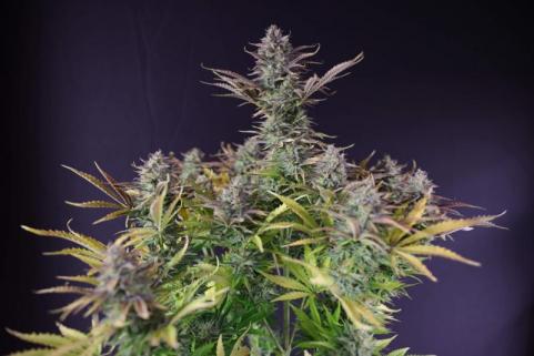 King's Juice Auto - картинка 5
