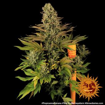 Tropicanna Banana - картинка 4