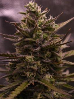 Cherry Cola Auto - картинка 8