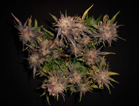 Lemon AK Auto - картинка 8