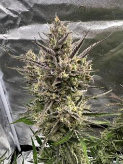 Bruce Banner Auto - картинка 4
