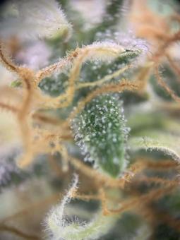 Big Bud Auto - картинка 4