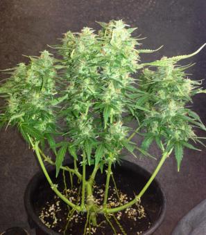 Northern Lights Auto - картинка 1