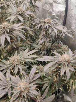 Super Lemon Haze x RS11 - картинка 2