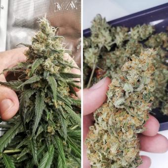 Amsterdam Amnesia - картинка 7