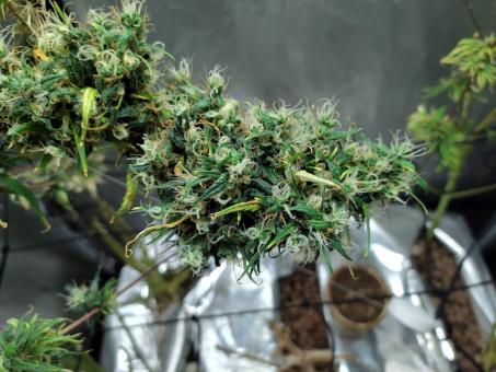 Arjan's Ultra Haze #1 - картинка 6