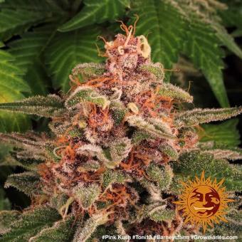 Pink Kush - картинка 6
