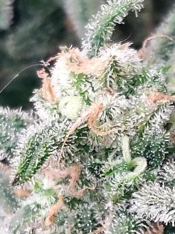Trainwreck Auto - картинка 6