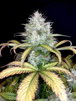 Killer Kush Auto - картинка 3