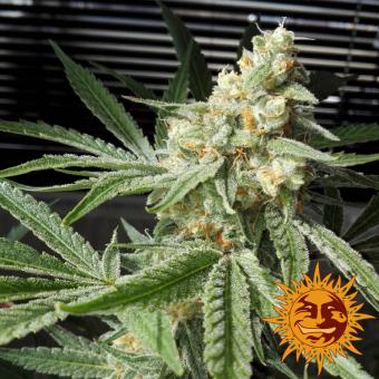 Pineapple Chunk - картинка 7