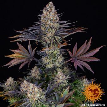 LSD - картинка 9