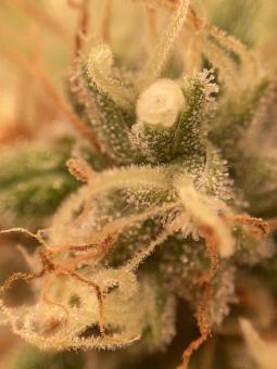 Auto Trichome & Cream - картинка 6
