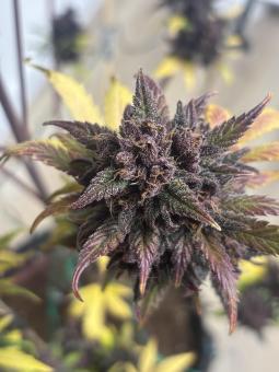 Tropicana Cookies Auto - картинка 5