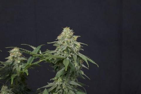 Wedding Cheesecake FF - картинка 4