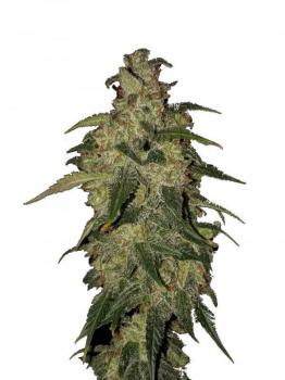 Buddha Syrup Auto