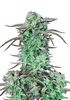 Strawberry Banana Auto - картинка 1