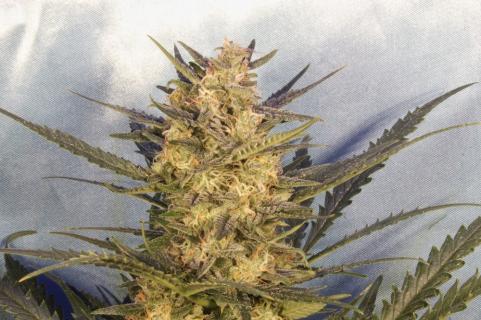 Green Poison Auto - картинка 5