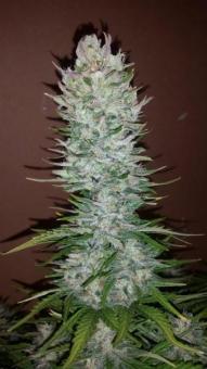G14 Auto - картинка 3