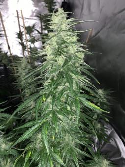 Auto CBD-Victory - картинка 1