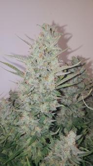 Big Bud Auto - картинка 2