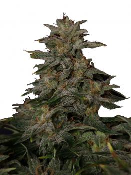 Lowryder autofem (IBL)