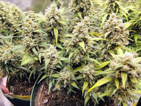 Jack Herer - картинка 1