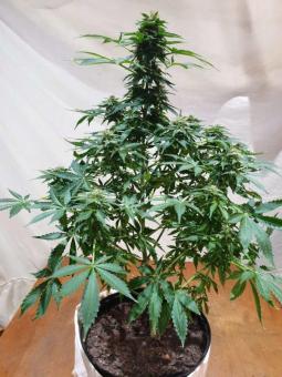 Hulk OG genetics - картинка 3