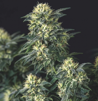 Anesthesia x Runtz - картинка 1