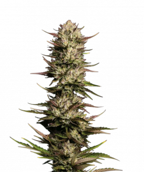 California Octane - картинка 1