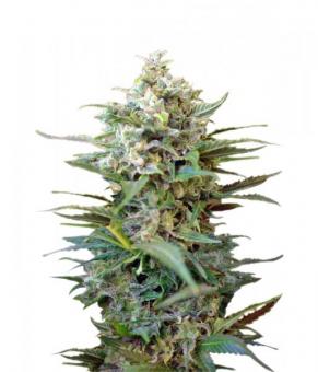 Big Devil XL Auto - картинка 3