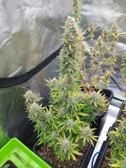 Blueberry Auto - картинка 1