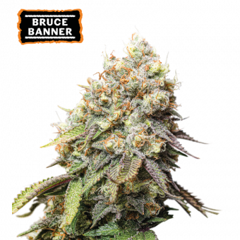 Bruce Banner - картинка 1