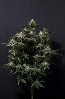 Purple Lemonade FF - картинка 5